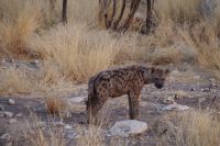 Etosha Nationalpark - Typfelhyäne
