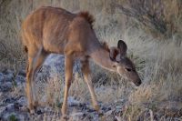 Etosha Nationalpark - junges Kudu