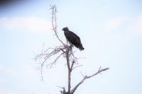 Etosha Nationalpark - Kampfadler