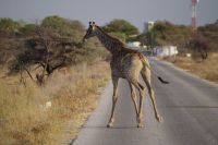 Etosha Nationalpark - Giraffe