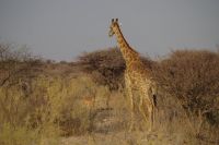 Etosha Nationalpark - und noch eine Giraffe