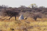Etosha Nationalpark - Geparden