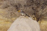 Etosha Nationalpark - Gelbschnabel Toko