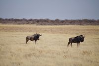 Etosha Nationalpark - Gnus