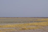 Etosha Nationalpark - Springböcke wie auf einer Perlschnur aufgefädelt