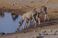 Etosha Nationalpark - Wasserloch Chudop