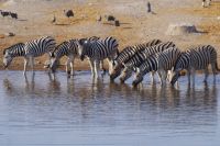Etosha Nationalpark - Wasserloch Chudop