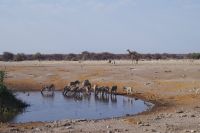 Etosha Nationalpark - Wasserloch Chudop