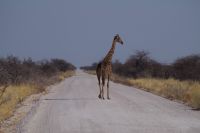 Etosha Nationalpark - Giraffe on the road