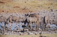 Etosha Nationalpark - Wasserloch Tsumcor