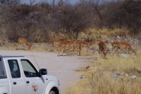 Etosha Nationalpark - Wasserloch Groot Okevi