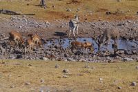 Etosha Nationalpark - Wasserloch Groot Okevi