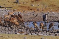 Etosha Nationalpark - Wasserloch Groot Okevi