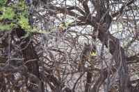 Etosha Nationalpark - afrikanische Zwergeule oder Fleckenuhu?