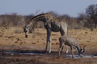 Etosha Nationalpark - am Wasserloch 