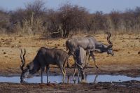 Etosha Nationalpark - Wasserloch Groot Okevi