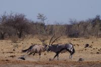 Etosha Nationalpark - Kampf am Wasserloch Tsumcor