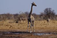 Etosha Nationalpark - Wasserloch Tsumcor