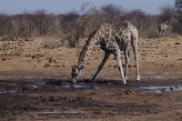 Etosha Nationalpark - Wasserloch Tsumcor