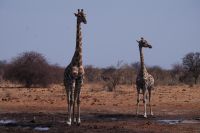 Etosha Nationalpark - Wasserloch Tsumcor
