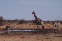 Etosha Nationalpark - Wasserloch Tsumcor