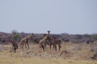 Etosha Nationalpark - Giraffen bei Klein Namutoni