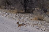 Etosha Nationalpark - auf dem Dik Dik Drive