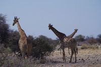 Etosha Nationalpark - Giraffen bei Klein Namutoni