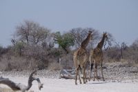 Etosha Nationalpark - Giraffen bei Klein Namutoni