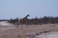 Etosha Nationalpark - Giraffen bei Klein Namutoni