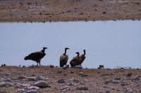 Etosha Nationalpark - Ohrengeier bei Klein Namutoni