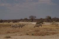 Etosha Nationalpark - Zebras zum Abschied