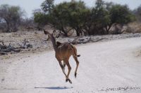 Etosha Nationalpark - Kudu ergreift die Flucht