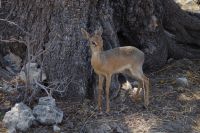 Etosha Nationalpark - Bye, bye Dik Dik