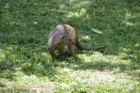 Mokuti Lodge - Zebramanguste