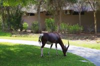 Mokuti Lodge -Blessbock