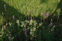 Mokuti Lodge - Schlangenkraut