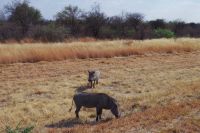 Namibia - Warzenschweine