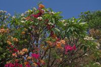 Tsumeb - blühende Farbenpracht