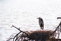 Mount Etjo Safari Lodge - Schwarzstorch