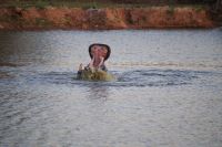 Mount Etjo Safari Lodge - Happy Hippo