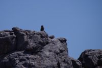 Pascha Pavian on Top