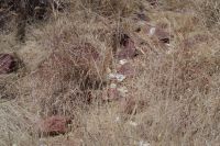 Wanderung am Mount Etjo - Hyänenspur