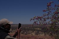 unser Guide ist fasziniert vom blühenden Busch