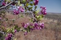 Etwas Farbe in der trockenen Landschaft