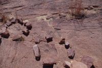 eine weiterer Dino Print