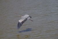 Mount Etjo Safari Lodge - Graureiher