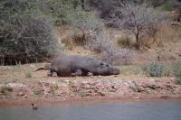 Mount Etjo Safari Lodge - Flusspferd beim Mittagsschlaf