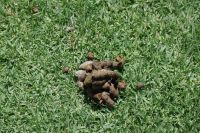 Mount Etjo Safari Lodge - Deko auf der Wiese