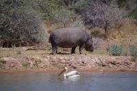 Mount Etjo Safari Lodge - Flusspferd und Pelikan